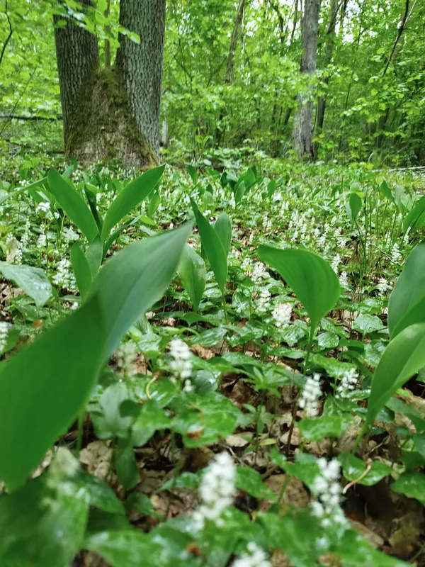 🌱 У лісі на Волині помітили весняну оазу рідкісних рослин