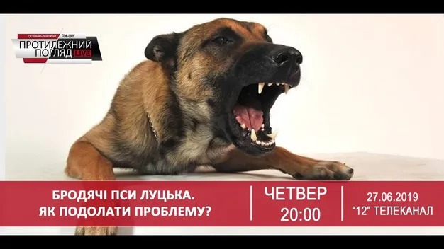 Бродячі пси Луцька. Як подолати проблему?