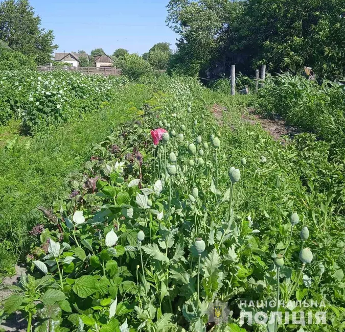 Волинянка вирощувала на присадибній ділянці майже 3000 кущів маку (фото)