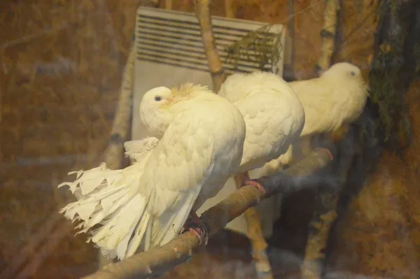 Павині голуби 