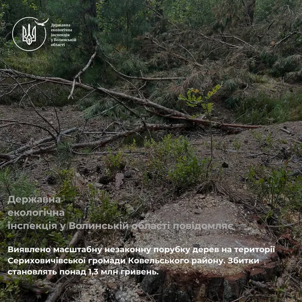 На Волині виявили масштабне нищення лісу: збитків – понад 1,3 млн грн (фото)