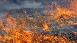 На Волині рятувальники спіймали на гарячому палія сухостою (фото)