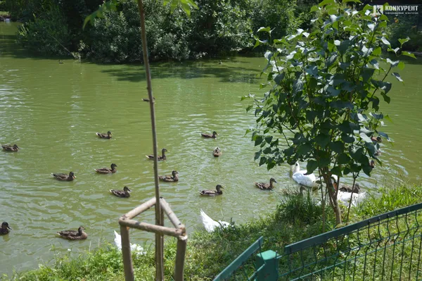 «Набільша проблема – люди з булками»,  – ветеринар розповів, чим хворіють мешканці зоопарку