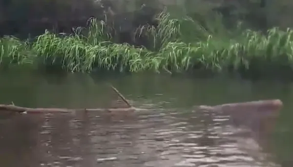 Течія несе повалене дерево, що є загрозою для тих, хто у воді