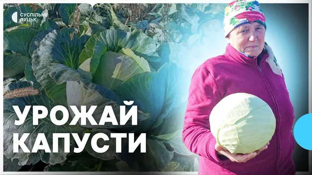 Син почав справу, а тепер – на війні: як подружжя з Волині вирощує капусту (фото, відео)