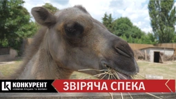 Як у Луцькому  зоопарку рятують тварин від спеки (відео)
