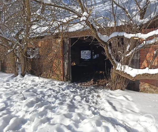 Їдять бузок, ночують у покинутому хліві: як на Поліссі живе унікальне стадо здичавілих корів (фото)