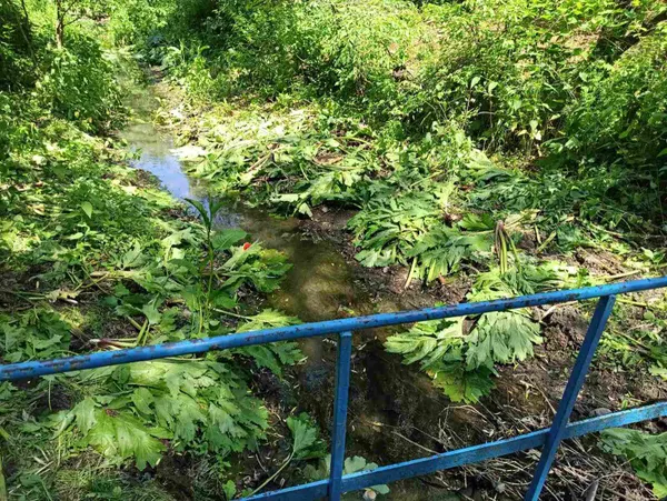У Луцьку на боротьбу з борщівником виділили 100 тисяч гривень