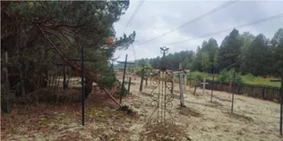 Цвинтарі, які зникли в одну мить: на Поліссі знайшли таємничі покинуті місця (фото)