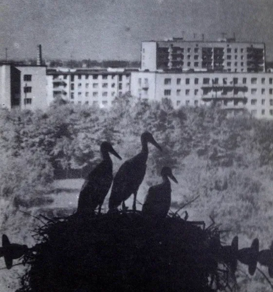 «Промінь», ляльковий театр, ЦУМ: яким був Луцьк у 1974 році
