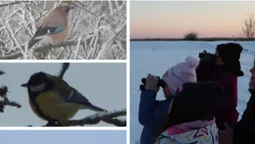 У заплаві Стоходу побачили птахів, які бувають лише взимку (фото)