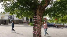 У центрі Луцька видалятимуть аварійне дерево (фото)
