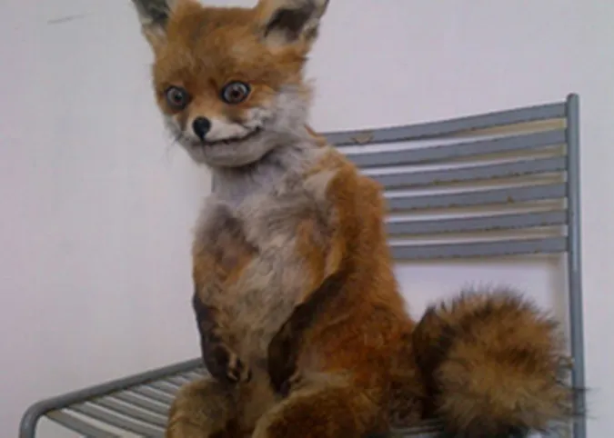 На Волині побільшало скажених лисиць