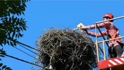 Куди літають волинські лелеки: у Шацьку закільцювали 12 пташенят (фото)