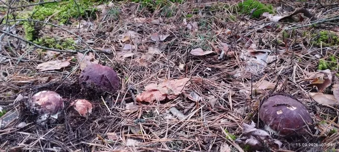 165 білих грибів за кілька годин: на Волині грибник показав неймовірний «улов»