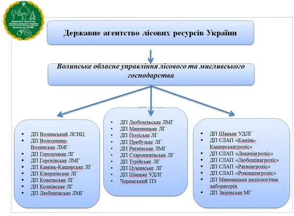 Волинські лісівники відзвітували про свою роботу