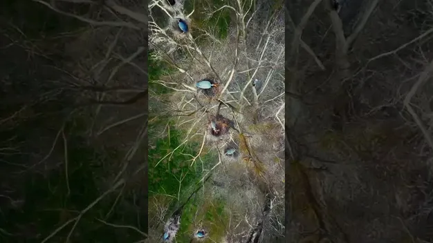 Таємне життя острова на Світязі: дрони зафіксували унікальні кадри (відео)