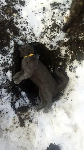 На Волині сусіди отруїли жінці її домашніх улюбленців (фото 18+)