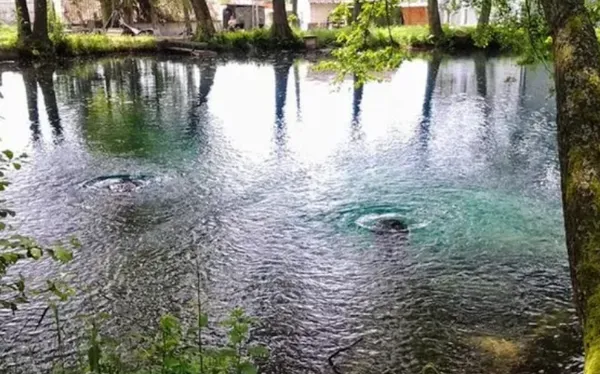 Вода зеленіє і плаває дохла риба: унікальні Оконські джерела зникли (відео)