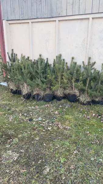 У Нововолинську молодиків, які знищили сосну в парку, змусили посадити 15 таких самих