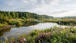 Досі майорять блакитні квіти: показали дику природу волинського Полісся (фото)
