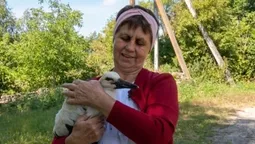 Врятували Леліка: як волинянка виходжувала лелеченя, яке випало з гнізда (відео)