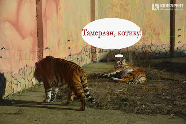 Одна хвилина в житті луцьких тигрів (КОМІКС)