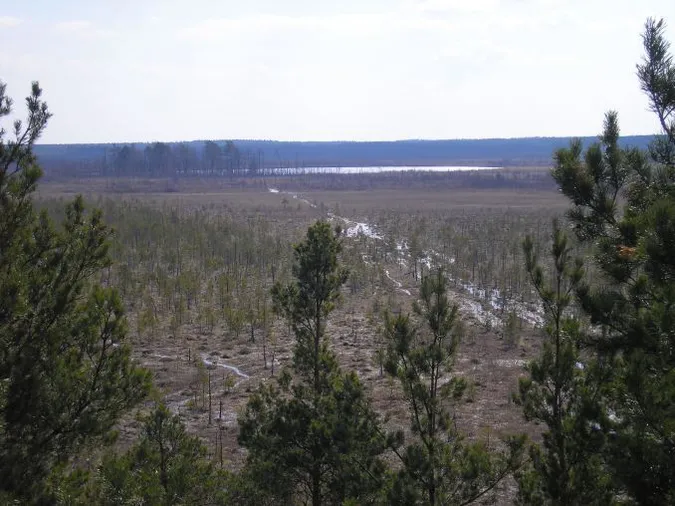 Всесвітній день водно-болотних угідь: що відомо про Черемське болото на Волині (фото)