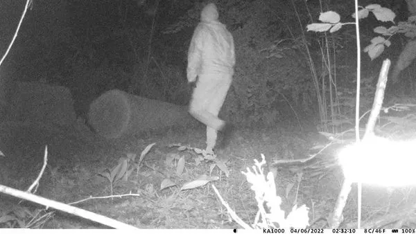 У лісовому заказнику біля Луцька фотопастка впіймала дубокрадів (фото, відео)
