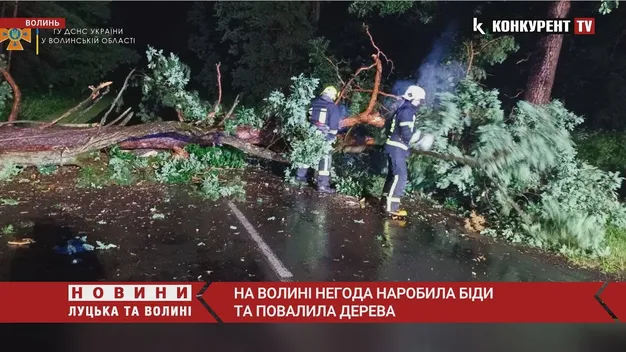 Пошкоджені авто й перекриті дороги: на Волині буревій повалив дерева (фото, відео)