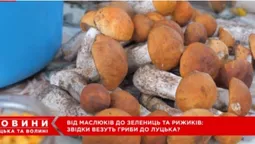 Від білих і красноголовців до зелениць і рижиків: на луцькому ринку – грибний ажіотаж (відео)