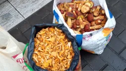 Продають торбами і відрами: скільки коштують гриби на ринках  у Луцьку (фото)