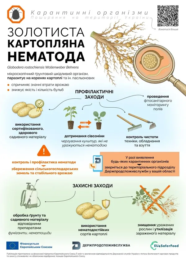 Може знищити до 90% врожаю: на Волині попереджають про шкідника, який живе у ґрунті до 20 років