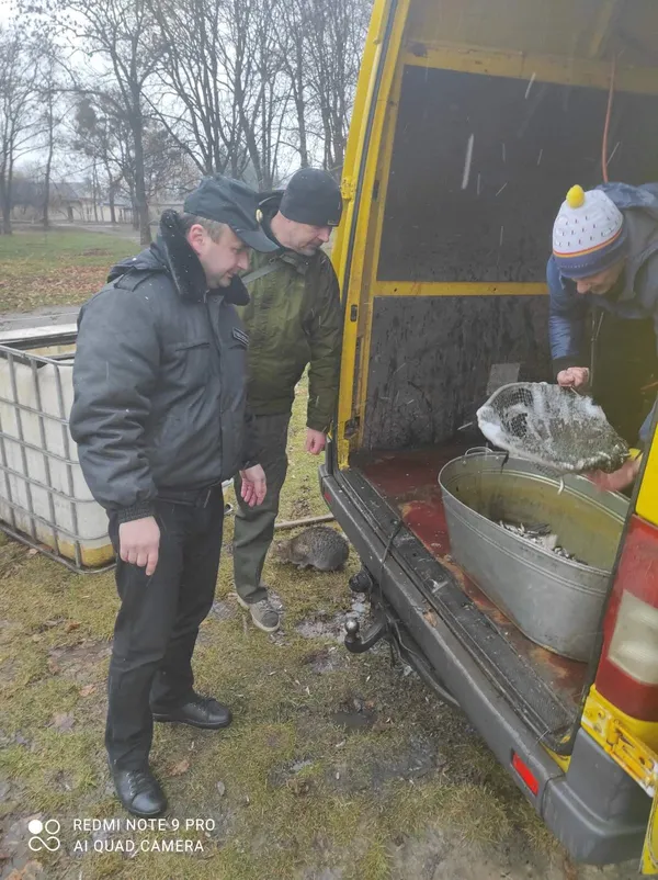 У Теремнівський ставок у Луцьку запустили майже тонну карасів (фото)