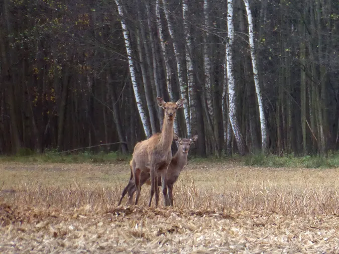 У Цуманській пущі помітили рогатих красенів (фото)