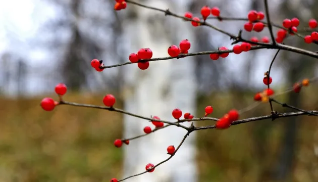 Трохи тепліше: погода в Луцьку на четвер, 3 грудня