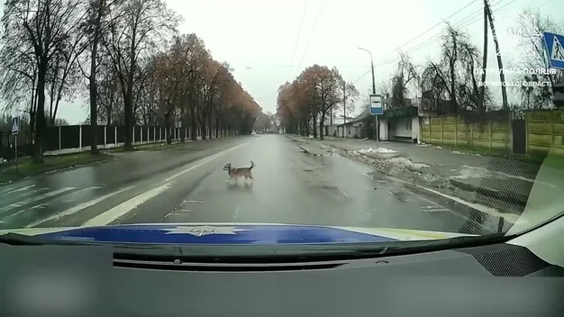 У Луцьку навіть собаки дотримуються ПДР (відео)