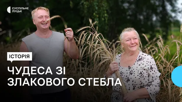Бережуть ремесло: на Волині майстри почали заготівлю матеріалу для соломоплетіння (відео)