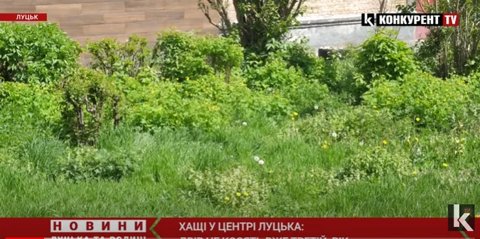 Хащі у центрі Луцька – двір не косять третій рік (відео)