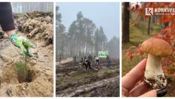Відра сосен, туман, гриби: чому волинських медійників вивезли в ліс (фото)