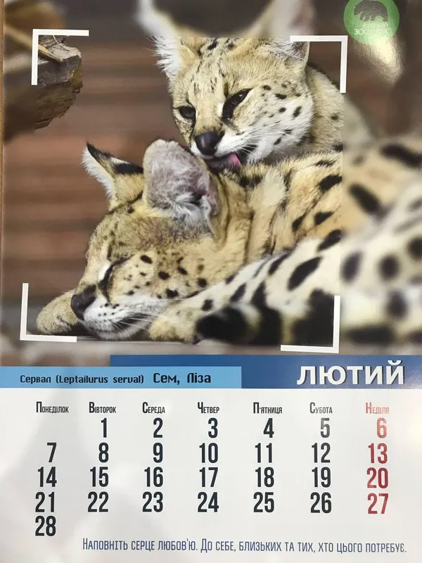 Рік тигра: «Луцький зоопарк» випустив календар на 2022 рік (фото)
