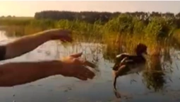 У Луцькому районі з браконьєрських сіток звільнили птаха (відео)