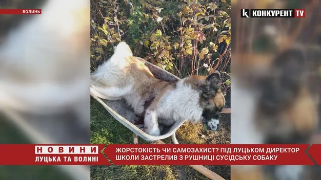 Під Луцьком директор школи застрелив сусідського пса (відео)