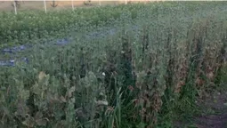 На Ковельщині виявили плантацію опійного маку (фото)