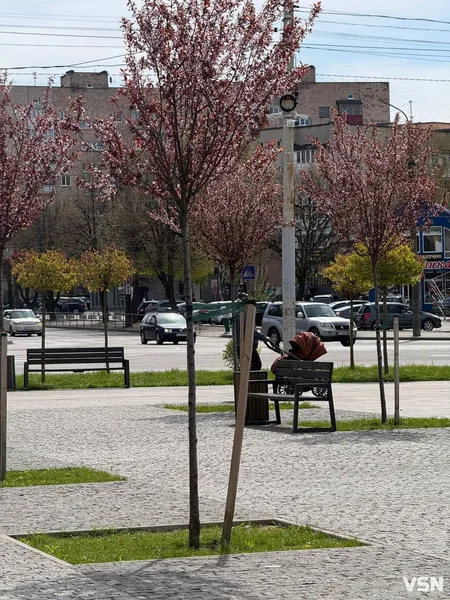 Де у Луцьку зацвіла ціла алея унікальних іранських слив (фото)