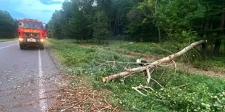 На Волині буревій наробив лиха: повалені дерева паралізували рух транспорту (фото)