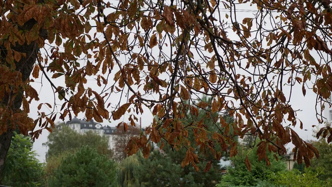 До Луцька раптово підібралась осінь: атмосферні світлини (фото)
