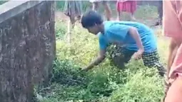 Сміливий хлопчик голіруч упіймав величезного пітона (відео)
