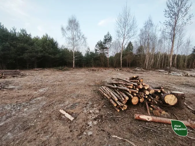 На Волині знищили молодий ліс через земельну колізію (фото)