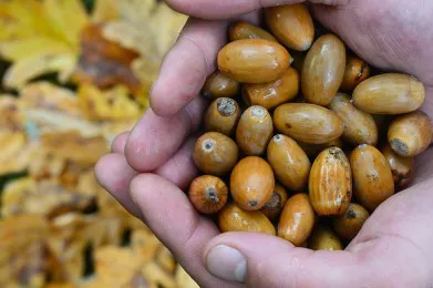 Волинські лісівники почали заготовляти жолуді (фото)